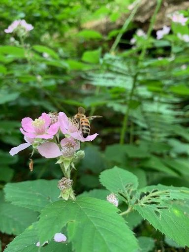 Brombeere am Waldrand (Sommertracht)