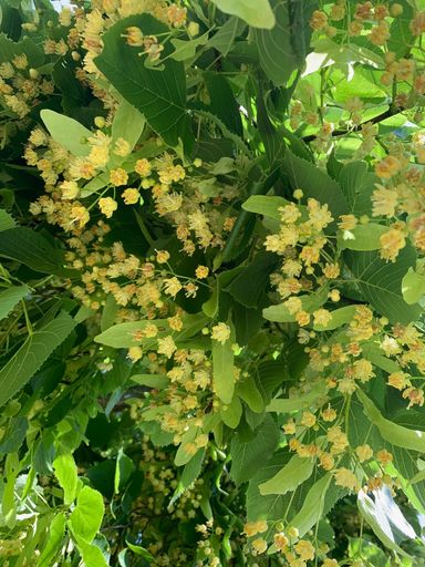 Sommerlinde (Tilia platyphyllos)