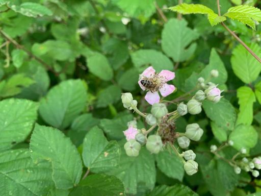 Brombeere (Rubus sectio Rubus)