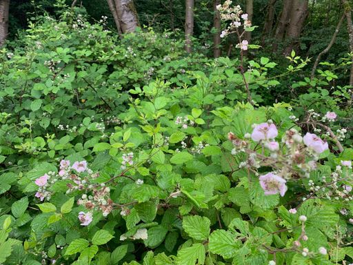 Brombeere (Rubus sectio Rubus)