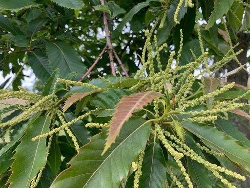 Edelkastanie (Castanea sativa)