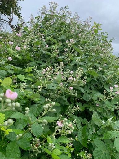 Brombeere am Waldrand (Sommertracht)