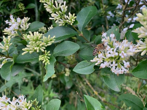 Japanischer Liguster (Ligustrum ovalifolium)