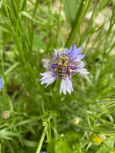 Kornblume (Centaurea cyanus)