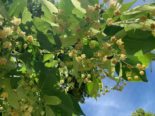 Sommerlinde (Tilia platyphyllos)