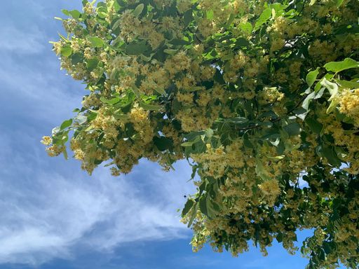 Sommerlinde (Tilia platyphyllos)
