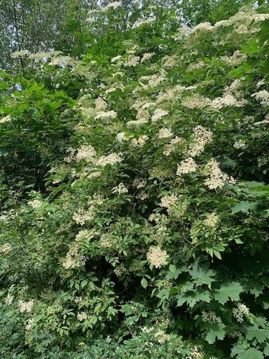 Holunder (Sommertracht)