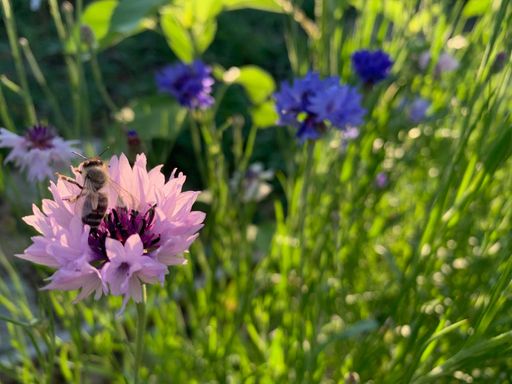 Kornblume (Centaurea cyanus)