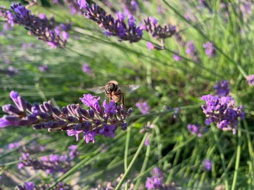Echter Lavendel (Lavandula angustifolia)