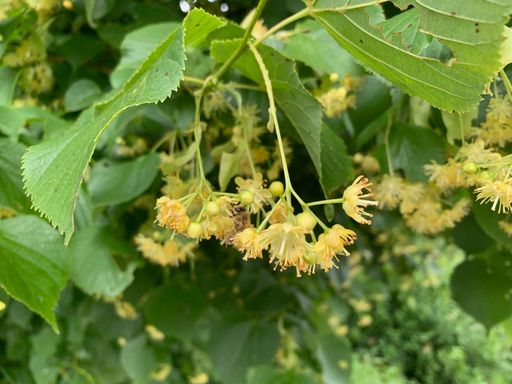 Sommerlinde (Tilia platyphyllos)